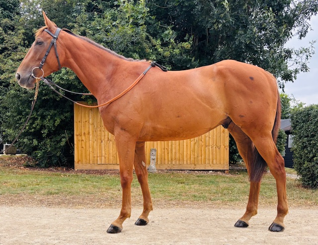 Centauri Star - UK Thoroughbred Racehorse For Sale