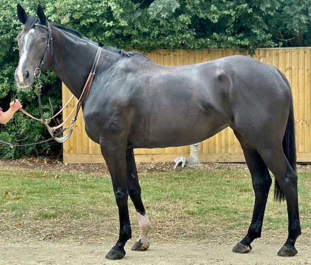 Kernie d'Airy - UK Thoroughbred Racehorse For Sale