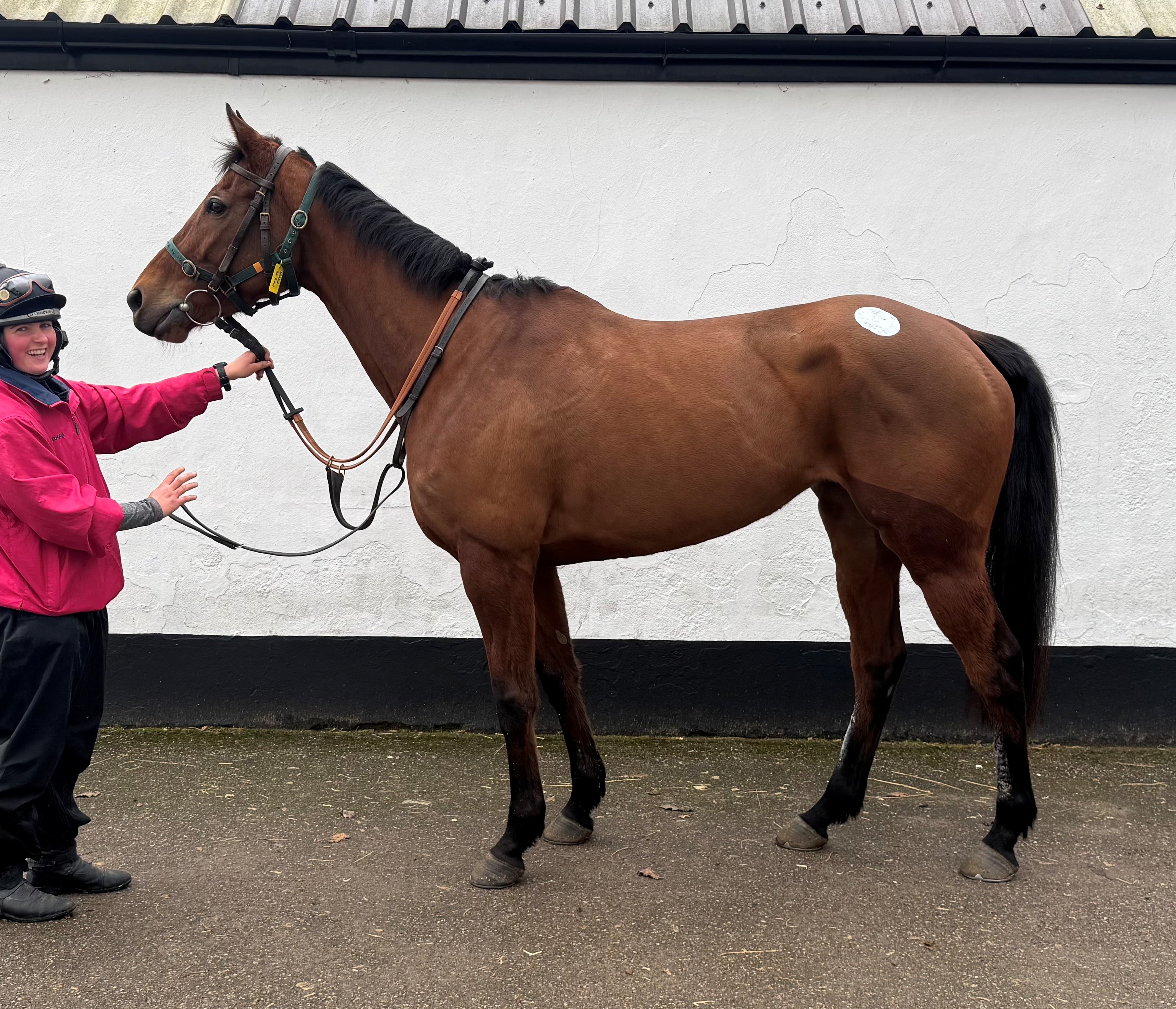 Follow The Plan - UK Thoroughbred Racehorse For Sale
