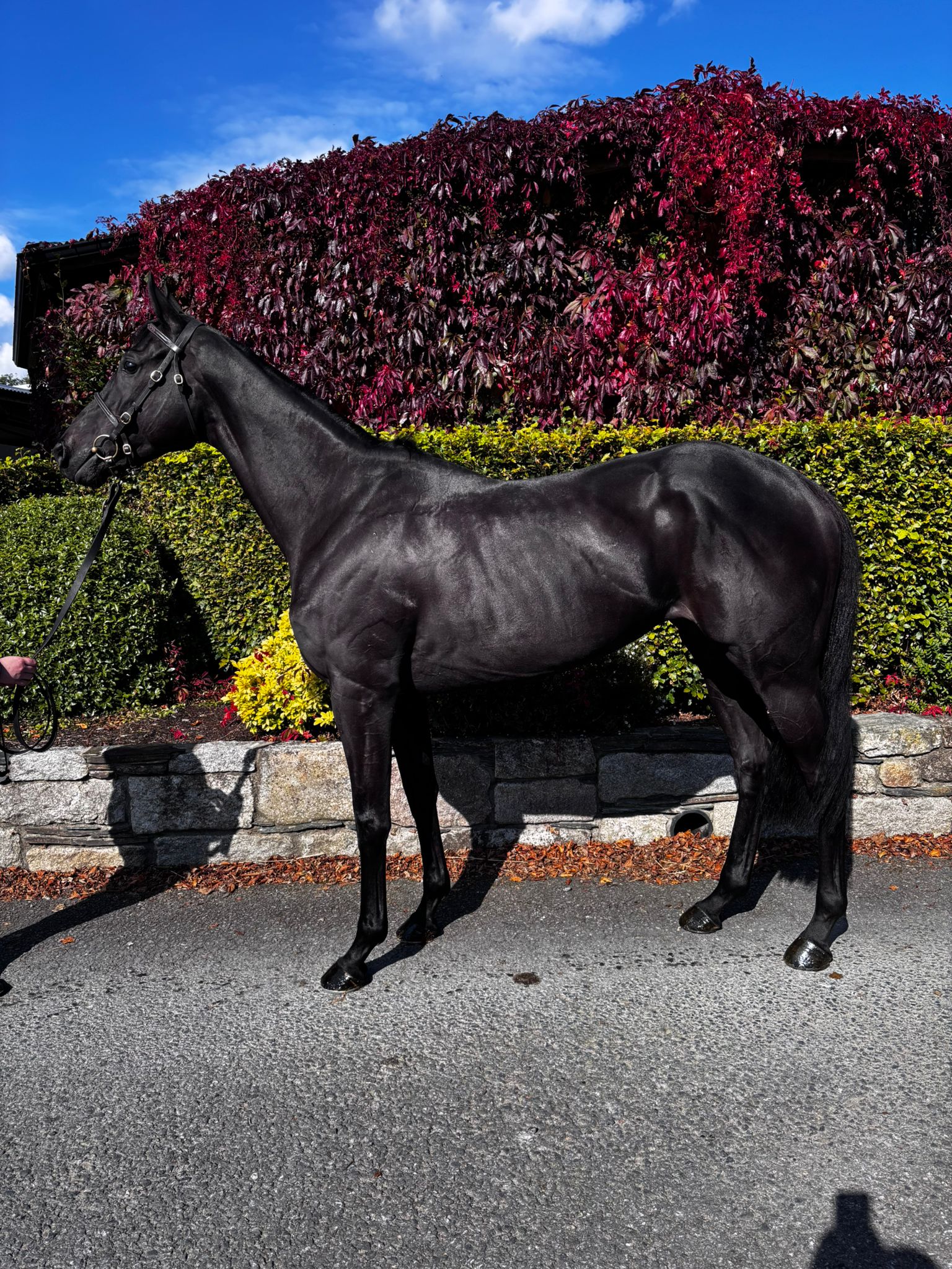 October Hill (IRE - UK Thoroughbred Racehorse For Sale