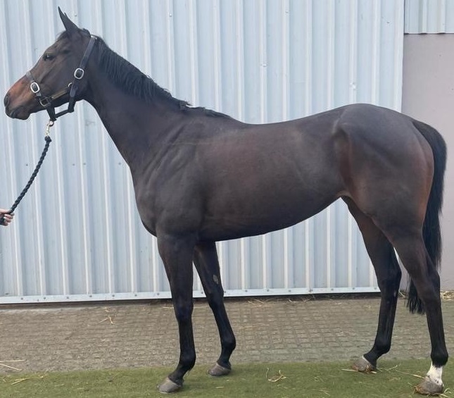 Red Wine Supernova (IRE) - UK Thoroughbred Racehorse For Sale